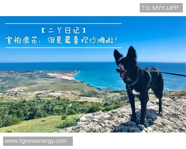 飞盘评论：深圳飞盘队的运营得失